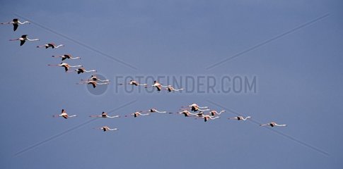 Großer Flamingo -Flug in Camargue Frankreich
