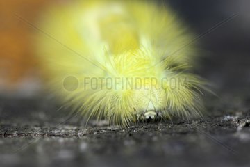 Front shot of Pale Tussock caterpillar on trunk Switzerland