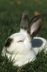 Portrait of New Zealand rabbit laid down in grass France
