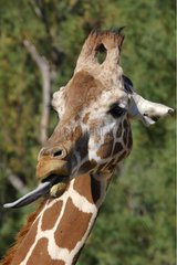Portrait de Girafe réticulée
