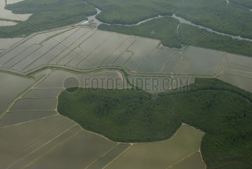 Luftaufnahme von Ã¼berfluteten WÃ¤ldern und SÃ¼mpfen Guayaquil Ecuador