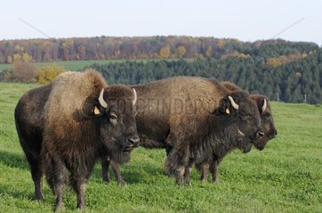 Männliche amerikanische Bisons Farm Bisons of Nordamerika