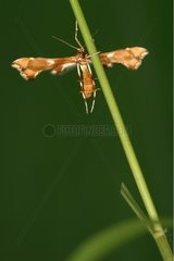 Plume Moth resting suspended from a rod Sieuras Ariège