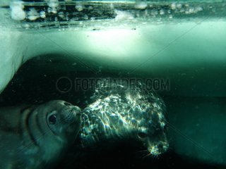 Weddell seals swimming under the ice-floe Terre Adelie