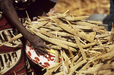 Millet harvesting at Ouyan village Mali