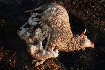 Schafe und tote Lämmer vor dem Entfernen durch den Renderer