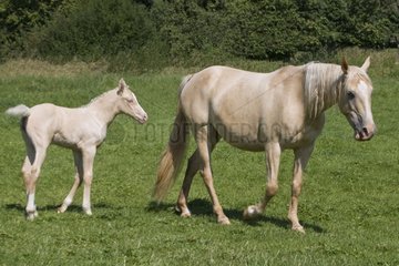 Foal walking behind his mother in a field
