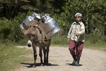 Kind hält einen Arsch mit Milch irubi hoher Anden Ecuador
