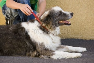Einstellung eines Kragen-Anti-Chip auf einen alten Hund Frankreich