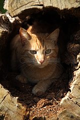 Cat hidden in a hollow trunk France
