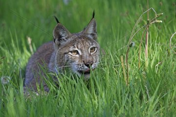 Lynx standing in the grass
