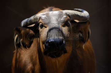 Portrait of a Dwarf buffalo Africa