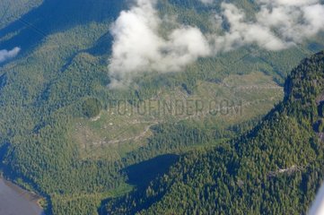 Clearcutting in wet temperate forest British Columbia Canada