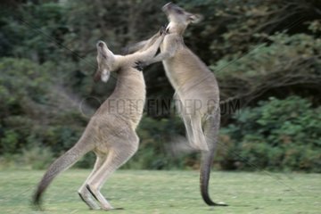 Combat de kangourous gris de l'Est Australie