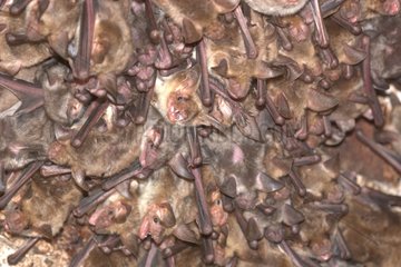 Multitude of Mouse-eared bat suspended on a cave
