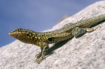 Common Side-blotched Lizard warming at sun Mexico