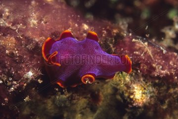 Buntes Flachwurm aus Polyclad  der sich auf einem harten Korallenindonesien bewegt