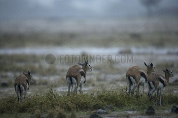 Thomson's Gazelles under the rain Masaï MaraReserves Kenya