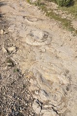 Fußabdrücke von Sauropod -Dinosauriern in Schlammstein Frankreich