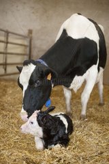 Calving of Holstein cow in a stall France