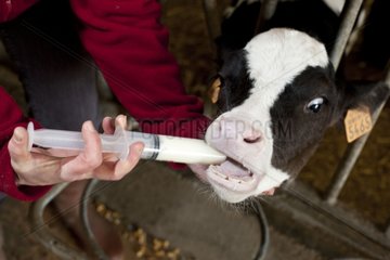 Administration of colostrum to a newborn calf France