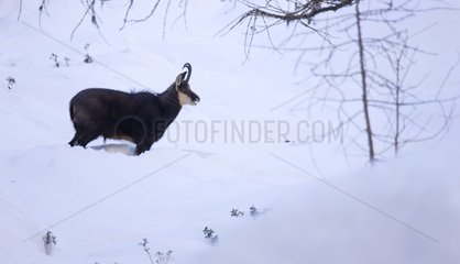 Northern Chamois in the snow PN Gran Paradiso Italy