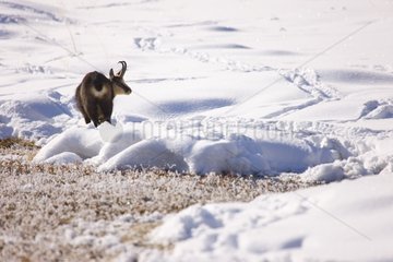 Northern Chamois in the snow PN Gran Paradiso Italy