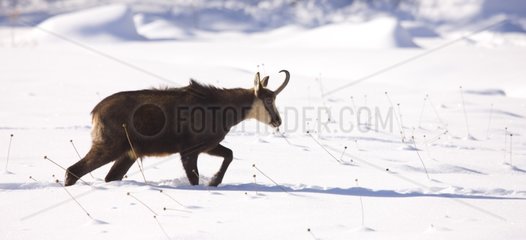 Northern Chamois walking in the snow Gran Paradiso NP Italy