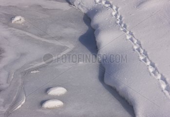 Traces of Northern Chamois in the snow Gran Paradiso NP