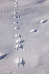Traces of Northern Chamois in the snow Gran Paradiso NP