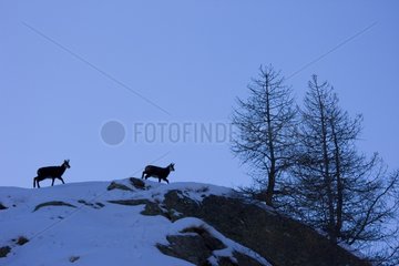 Northern Chamois in the snow Gran Paradiso NP Italy