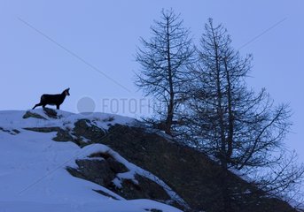 Northern Chamois in the snow Gran Paradiso NP Italy