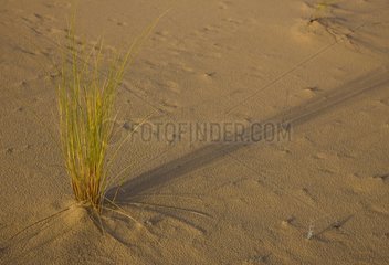 Plant in sand Donana NP Andalousie Spain