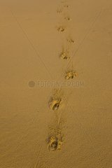 Animal tracks in the sand Donana NP Andalousie Spain