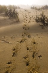Tracks in the Sand Donana NP Andalousie Spain