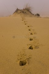 Tracks in the Sand Donana NP Andalousie Spain
