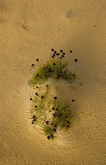 Vegetation hangs in the sand Donana NP Andalousie Spain