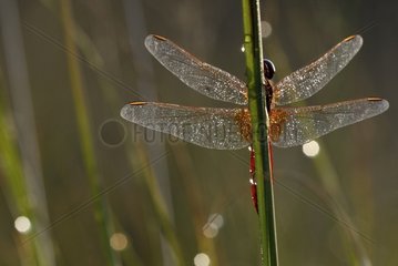 Scharlachrote Dragonfly Dew bedeckt mit einem Stammaquitaine Frankreich