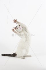 Cat standing up playing with a string