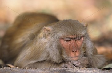 Rhesus monkey sleeping Corbett NP