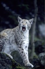 Lynx Boréal baillant Allemagne