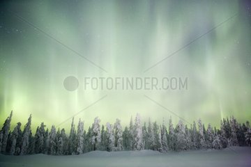 Aurora borealis on taiga covered with snow Finland