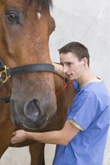 Veterinary auscultating a Horse with his stethoscope