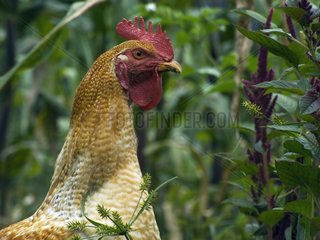 Farm cock in Casarpamba village Imbabura Ecuador