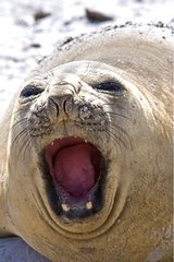 Portrait of Northern elephant seal yawning Falkland Islands