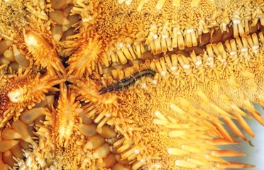 Ventral face of thorny Starfish and polychete worm