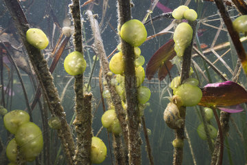 Fresh water snail (Lymnaea sp) and Ophrydium (Ophrydium versatile)  Lac du Jura  France