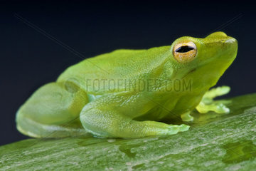 Orinoco lime frog (Sphaenorhynchus lacteus)  Suriname
