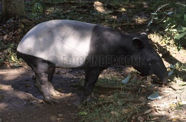 Malayan Tapir Sumatra