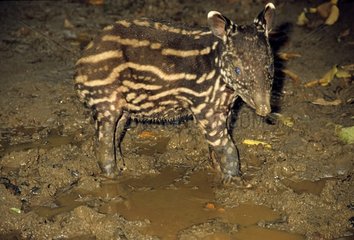 Young Malayan Tapir in mud Sumatra